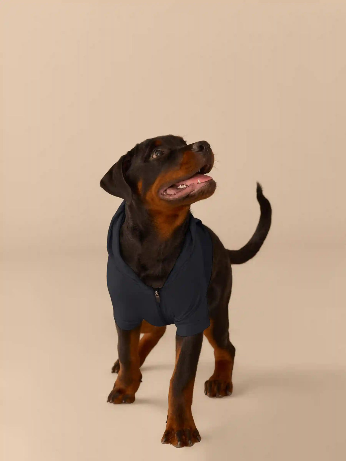 UltraModal™ Dog Hoodie | Black